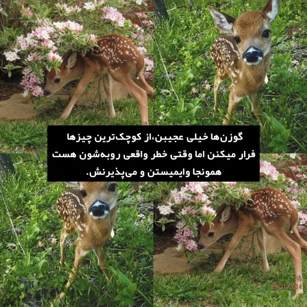 عکس