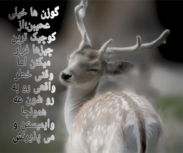 عکس