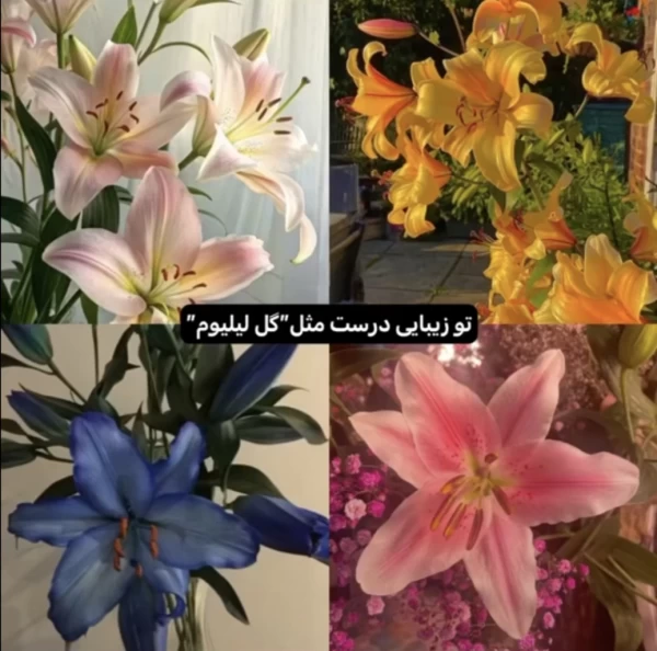 عکس