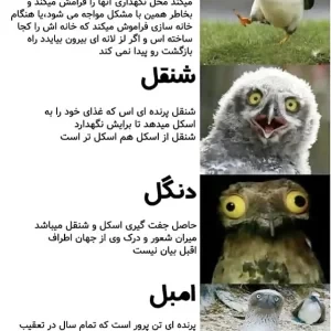 عکس میم آباد ۷