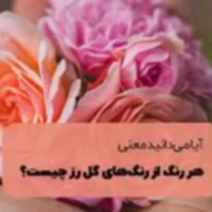 عکس نماد هر رنگ گل رز