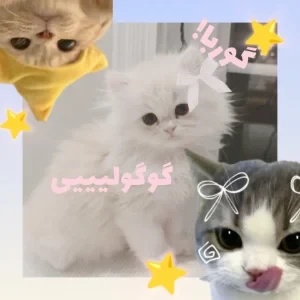 عکس گوربا گوگولی!