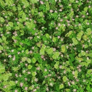 عکس یه روز چهارشنبه با آقای تهیونگی!