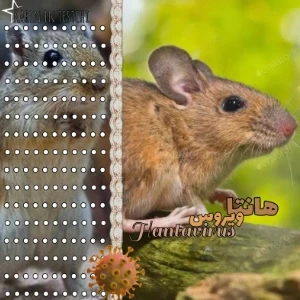 عکس ویروس هانتا