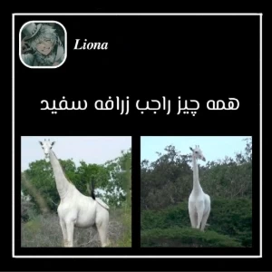 عکس همه چیز راجب زرافه سفید