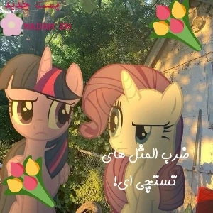عکس ضرب المثل های تستچی!؟