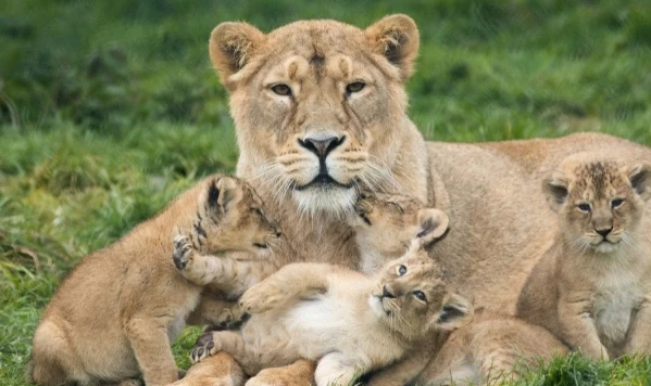 عکس
