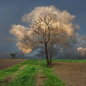 عکس}
