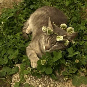 عکس}