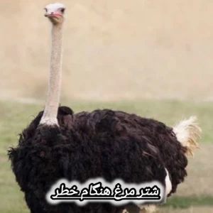 عکس}