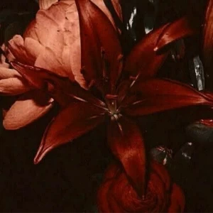 عکس بیوگرافی یک عدد نبات