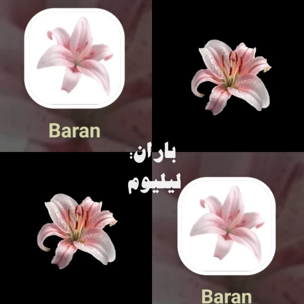 عکس