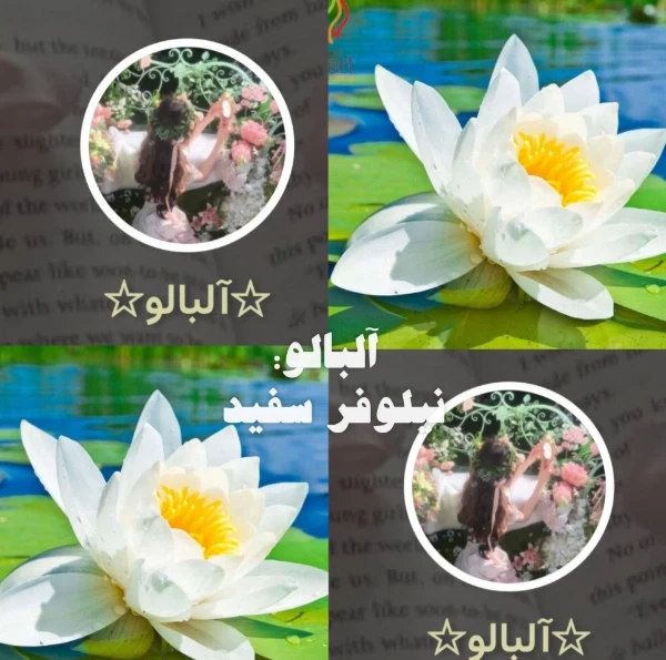 عکس