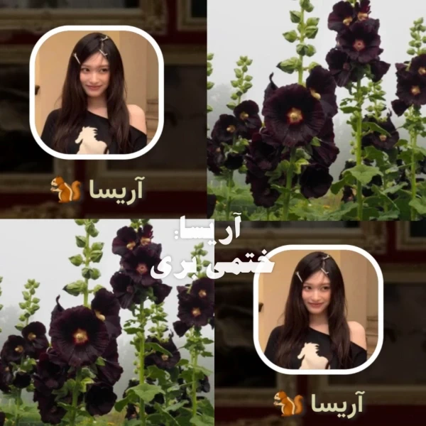 عکس