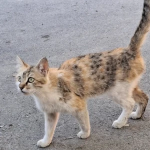 کاور