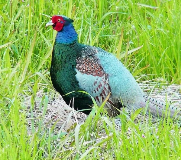 عکس