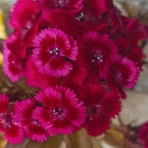کاور