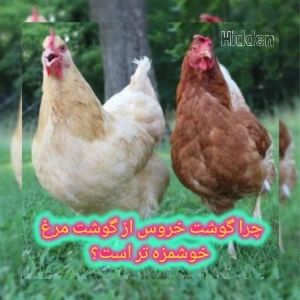 عکس}