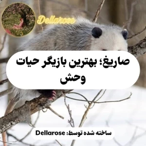 کاور