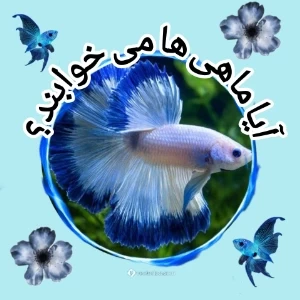 عکس}
