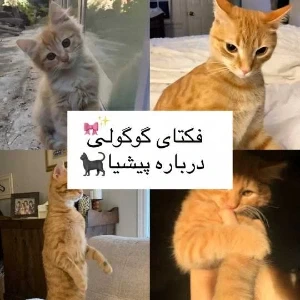 کاور
