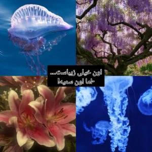 عکس}