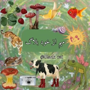 کاور
