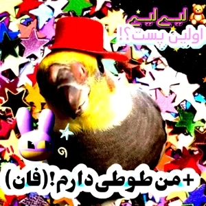 من طوطی دارم!