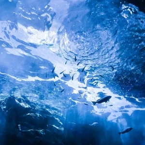 کاور