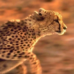 کاور