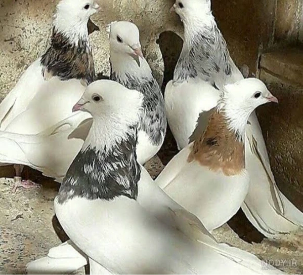 عکس
