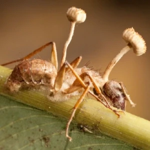 کاور
