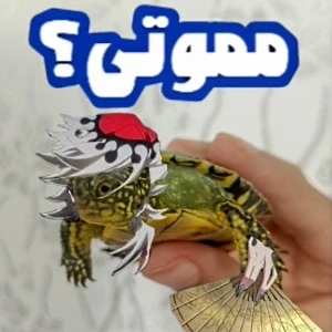 کاور