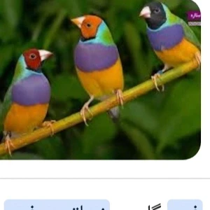 کاور