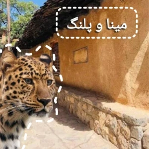 کاور