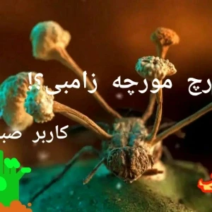 کاور