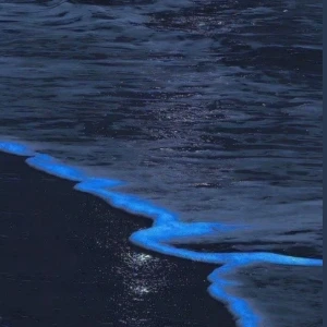کاور