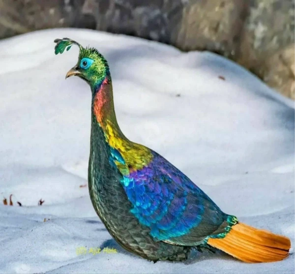 عکس