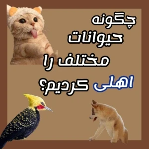 کاور