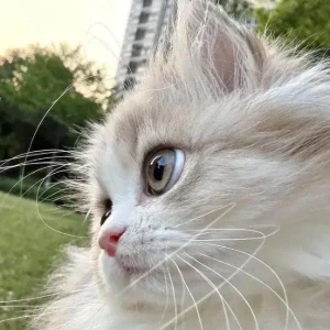 کاور