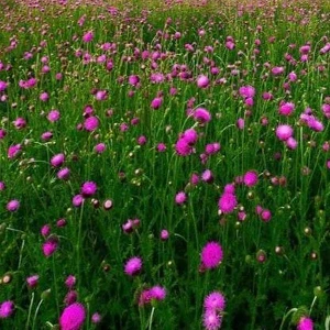 عکس اگه یه گل بودی،چه گلی بودی؟