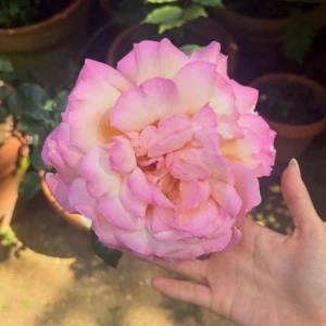 عکس who rose (. ❛ ᴗ ❛.)