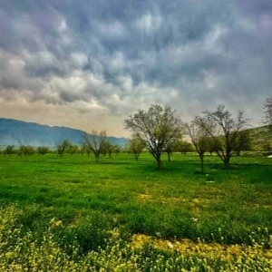کاور