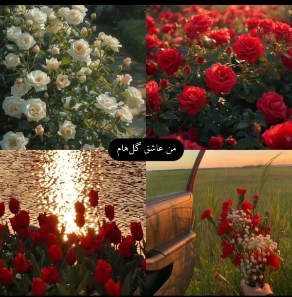 عکس