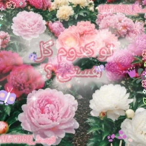 عکس تو چه گلی هستی ؟؟؟