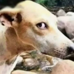 کاور