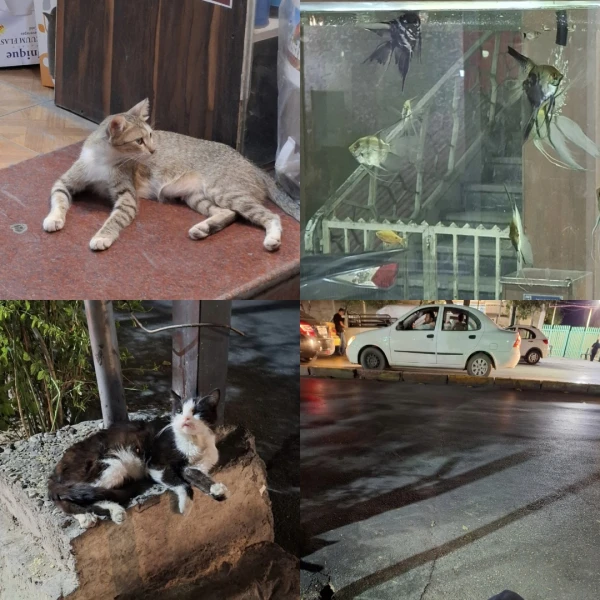 عکس