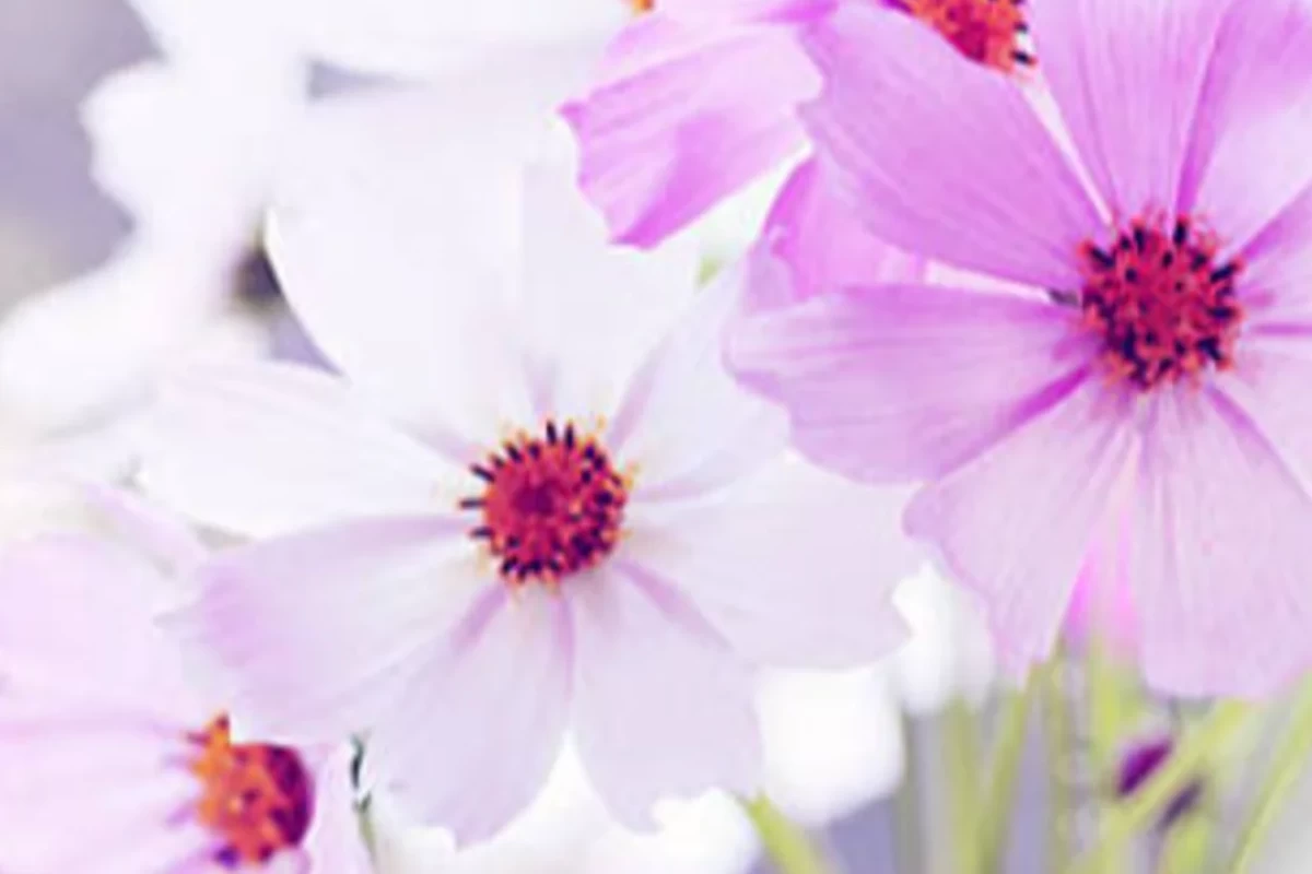 عکس خطای دید و جالب