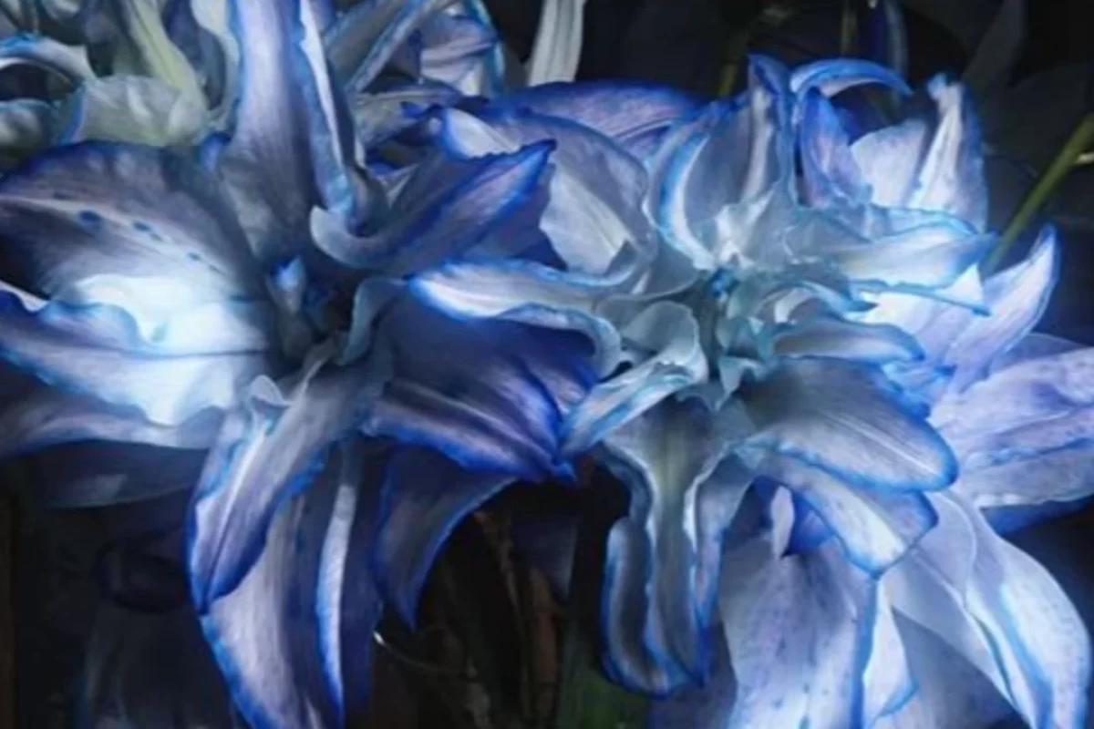 عکس میدونستی؟ ۴۸۸