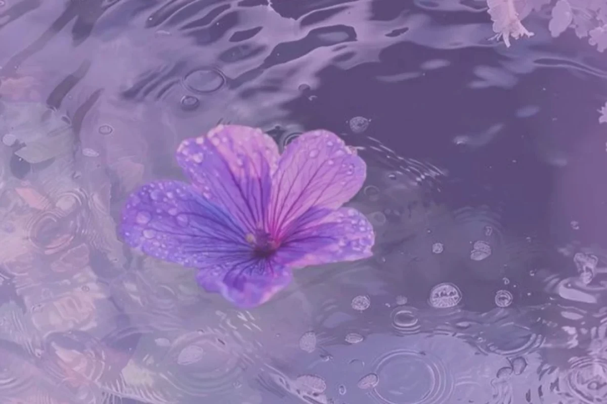 عکس 𝘞𝘩𝘰 𝘪𝘴 𝘈𝘮𝘺?